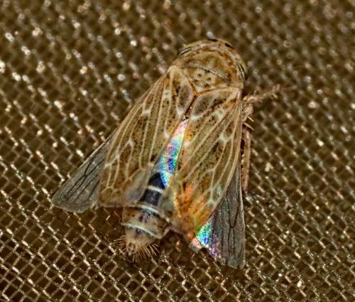 Réf. 347 153 : Euscelidius sp.